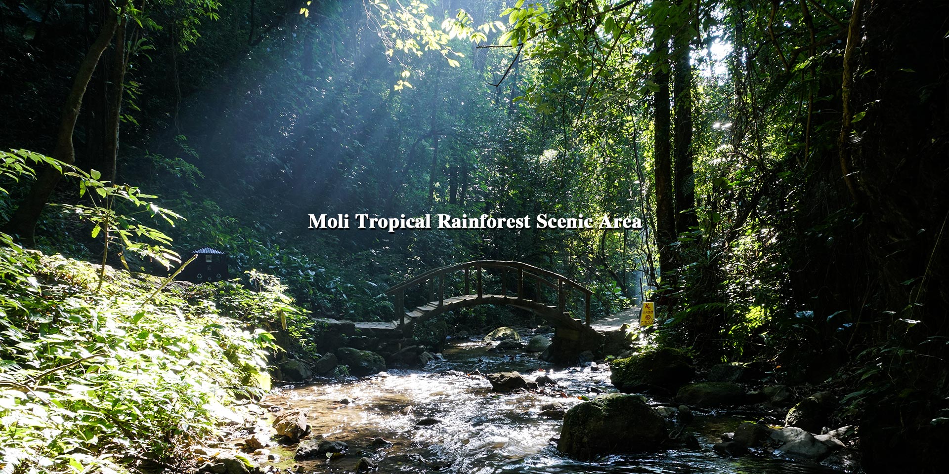 Moli Tropical Rainforest Scenic Area